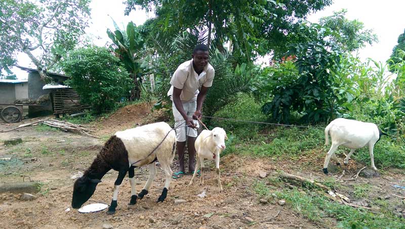 An early start-up sheep farming program now underway.